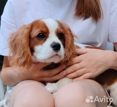 Кавалер кинг чарльз спаниель
