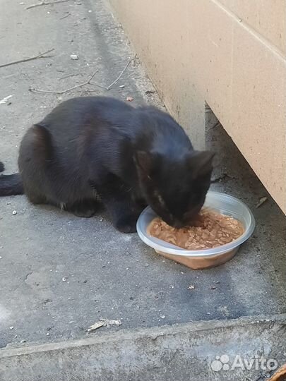 Котик Чарли ищет дом или передержку