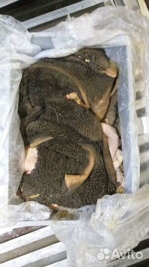 Мясо для собак