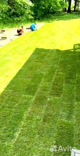 Рулонный газон от производителя