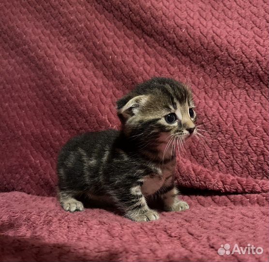 Котята манчкин
