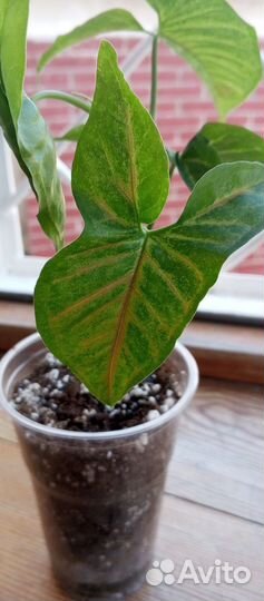 Сингониум конфетти