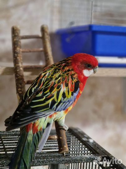 Попугай розелла