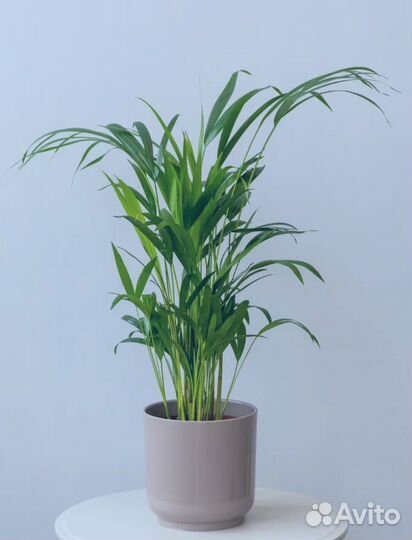 Арека пальма