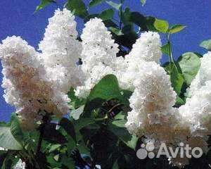 Сирень Мадам Лемуан