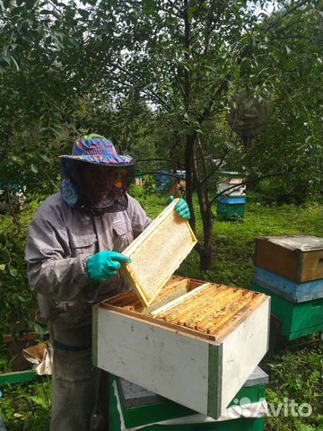 Пчелопакеты и пчелосемьи объявление продам