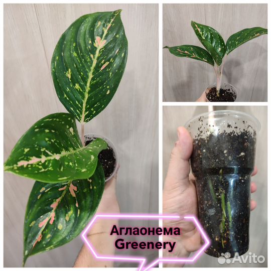 Аглаонемы сортовые