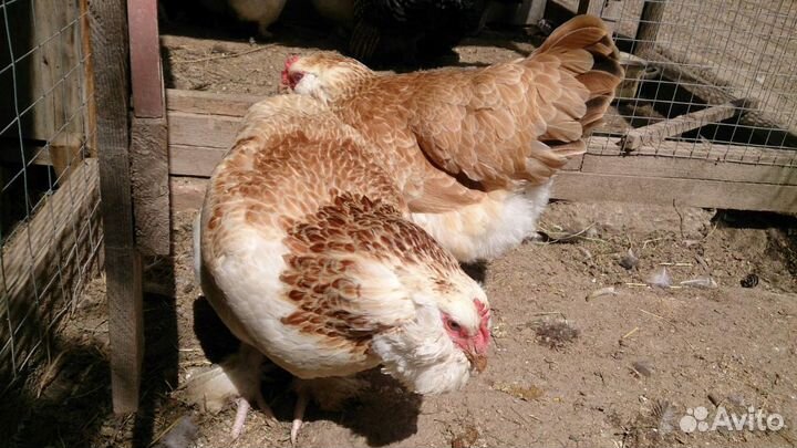 Яйцо инкубационное. Доставка бесплатно