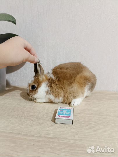 Декоративные кролики
