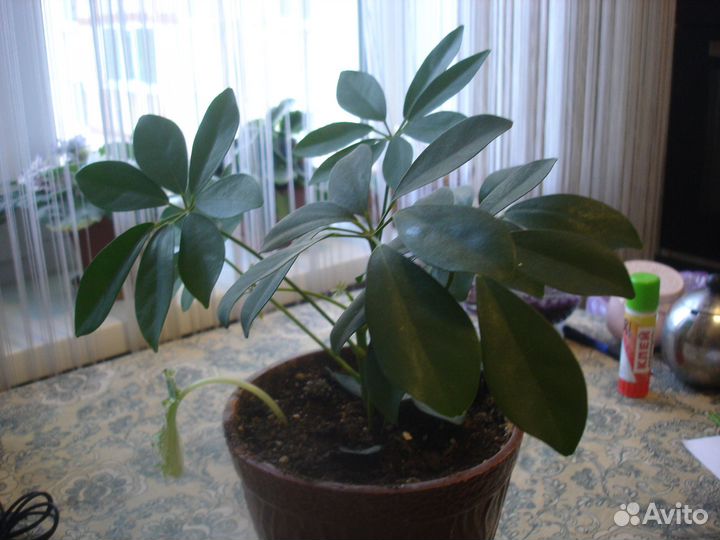 Комнатные растения