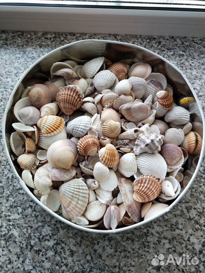 Ракушки красивые морские
