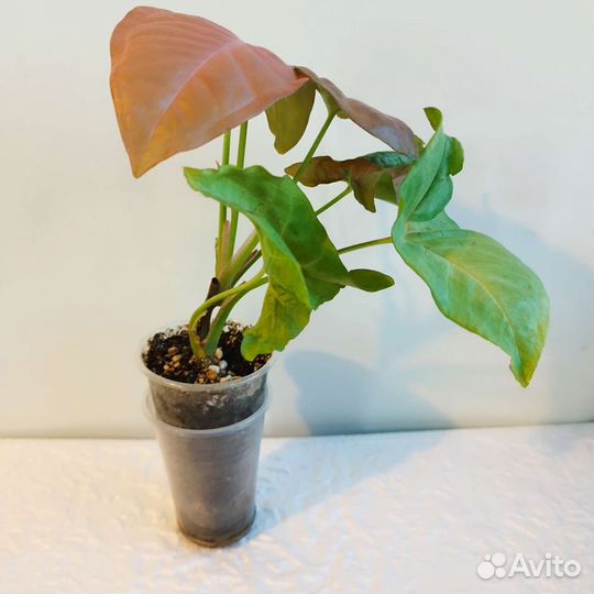 Сингониумы сортовые, Сциндапсус, Эпипремнум