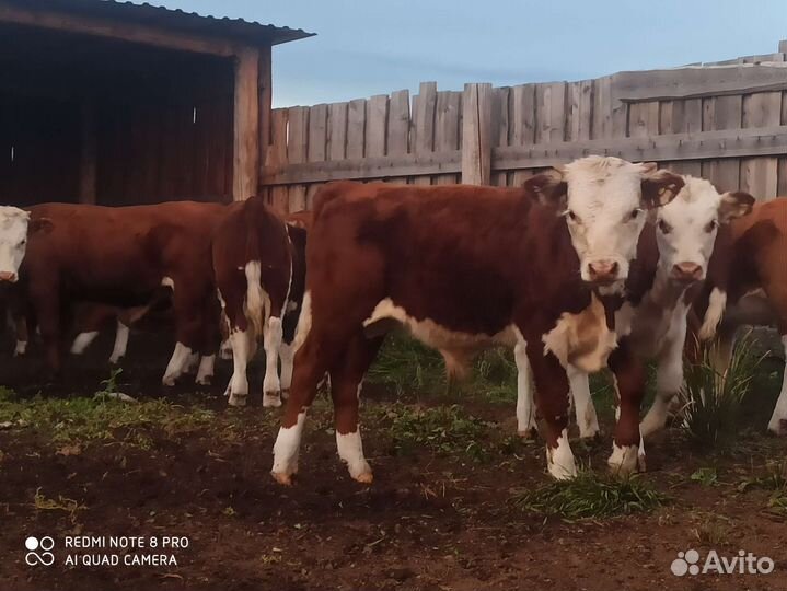 Бычки и телочки