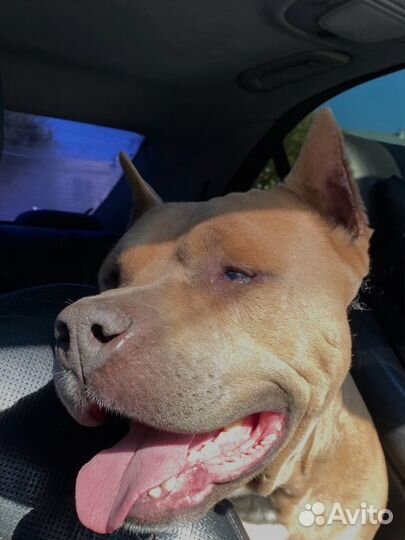 Найдена собака