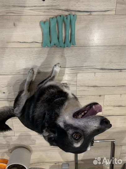 Комплект игрушки для собак и коврик