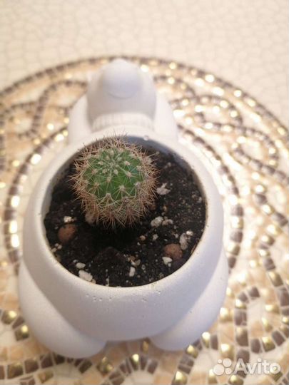 Кактус в мишке/слонике