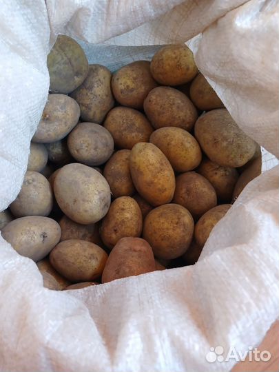 Продам картофель