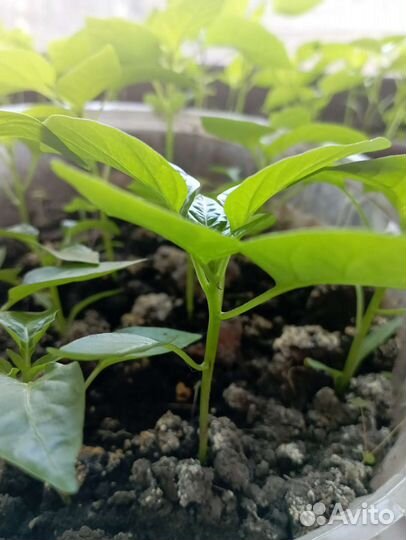 Рассада сладкого перца