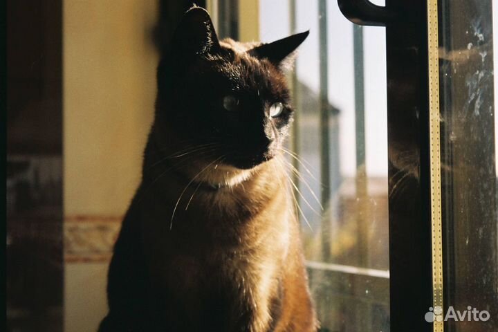 Плёночный компакт Olympus 80G