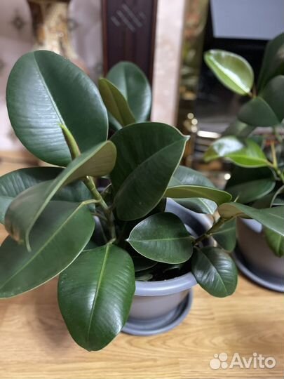 Фикус каучуконосный взрослый большой