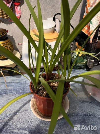 Гиппиаструм