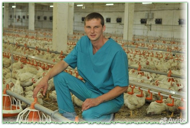 Оператор птицефабрик Брянск вахта питание жилье