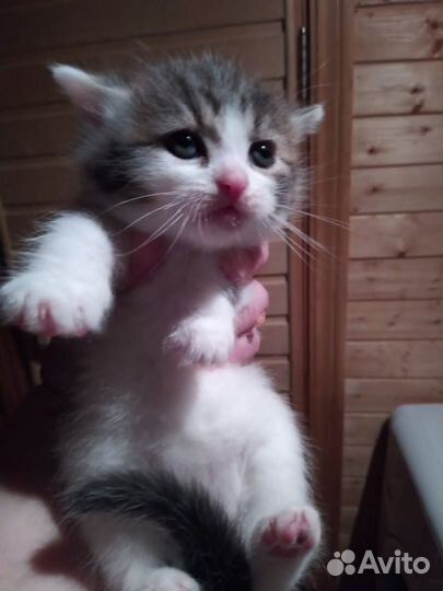 Котята в добрые руки