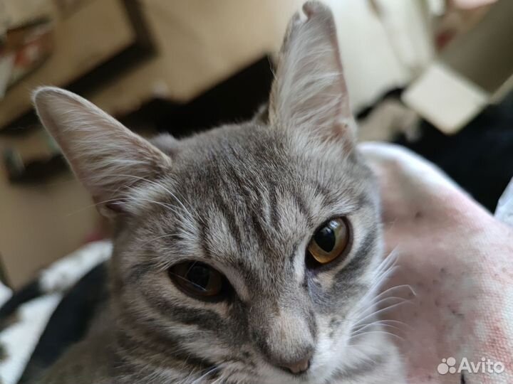 Молодая кошка