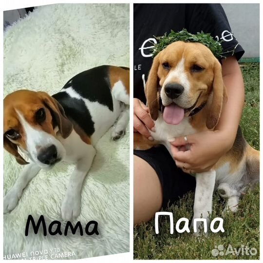 Щенки породы бигль