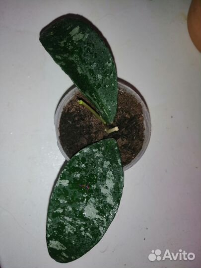 Хойя Пху Вуа сплэш (hoya Phu Wua sp.)