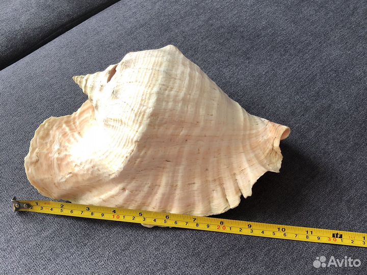 Большая морская раковина