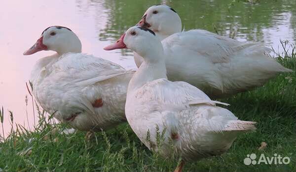 Утята Мулард на 4 августа