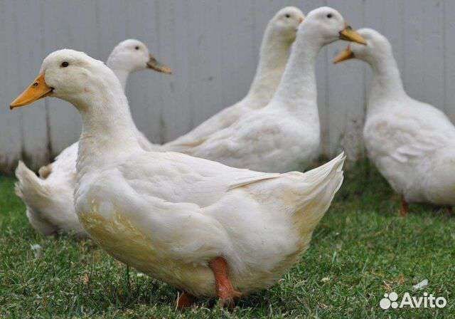 Утята бройлерные скороспелые Ск-6