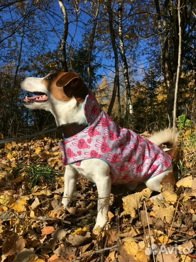 Одежда для собак