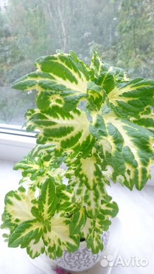 Колеусы, стрептокарпусы, оксалис, гуэрния