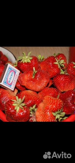 Клубника чамора туруси