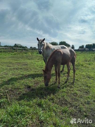 Кобыла 7 лет с жеребенком 5-ый месяц