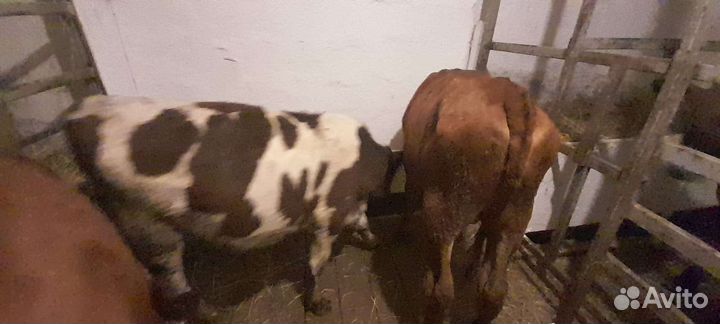 Скотина Домашняя