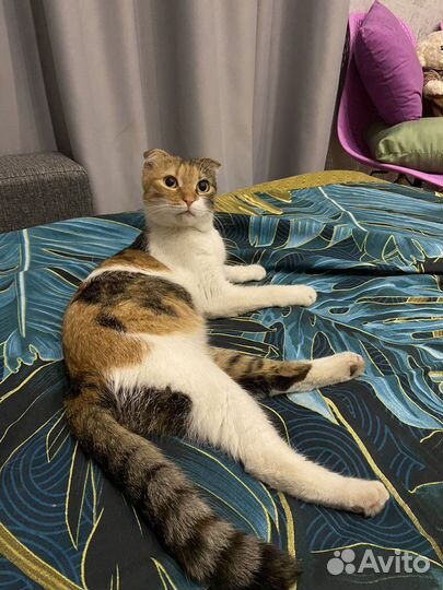 Нашлась кошечка