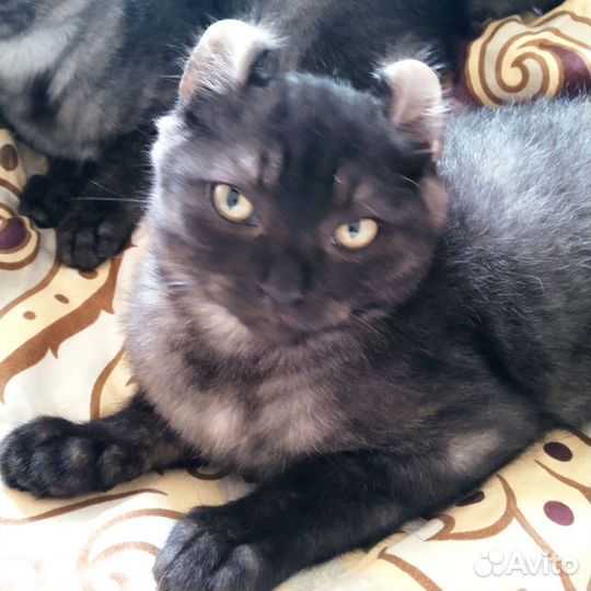 Американский керл котята