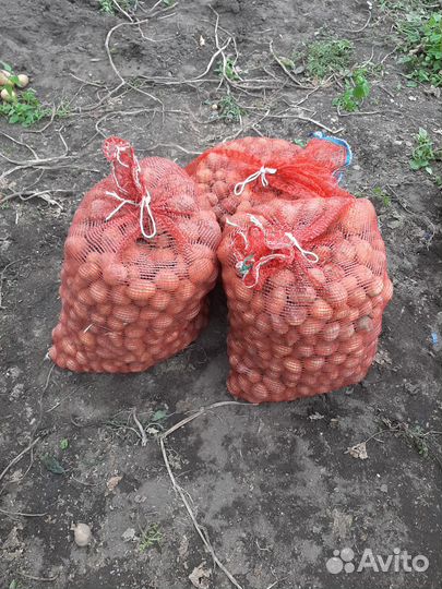 Картофель мелкий на корм животным