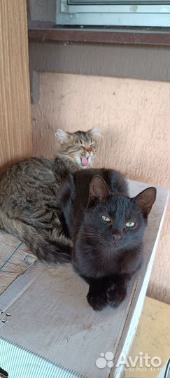 Котята в добрые руки