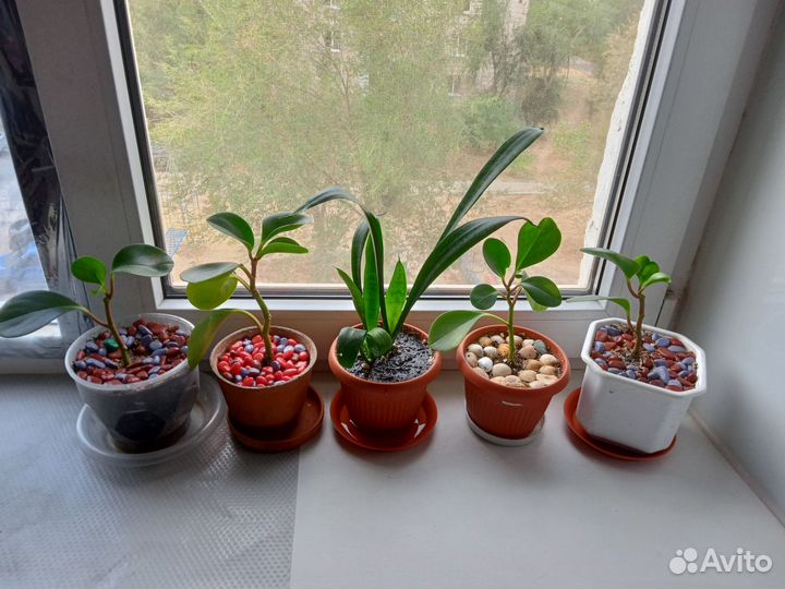 Паппирония