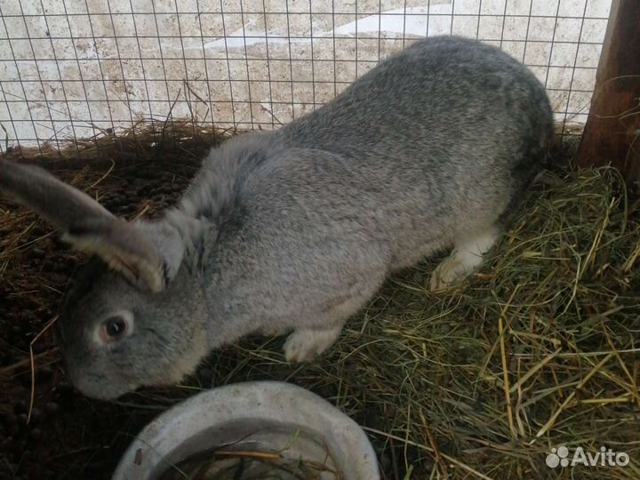 Кролики великаны