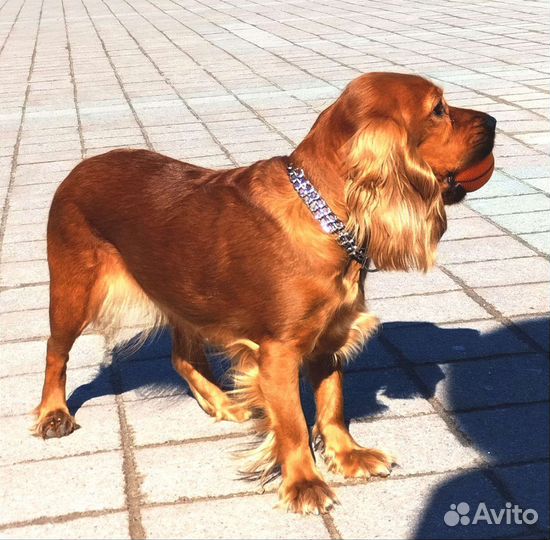 Вязка собак