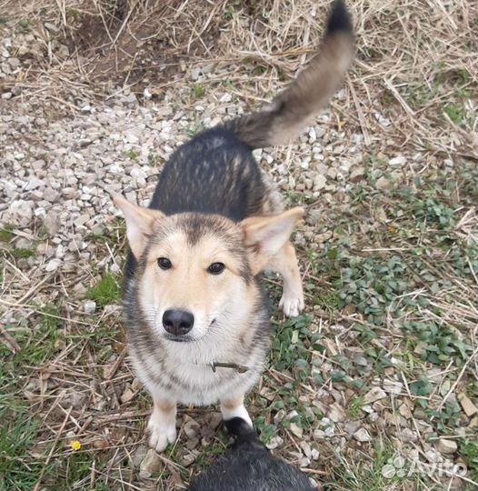 Щенок подросток в добрые руки