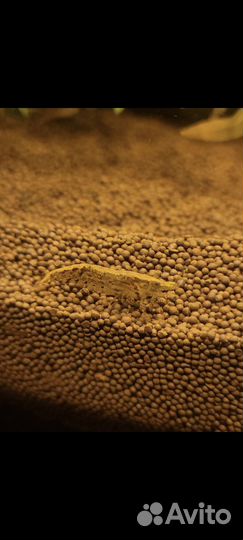 Аквариумные креветки вишня,и коричниво-мраморные