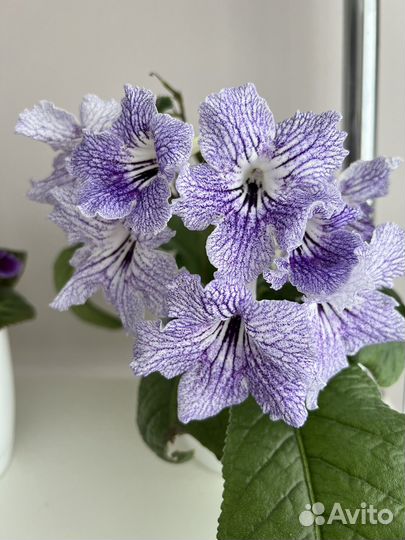 Стрептокарпусы разные