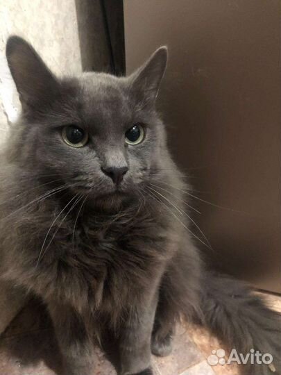 Котик в добрые руки