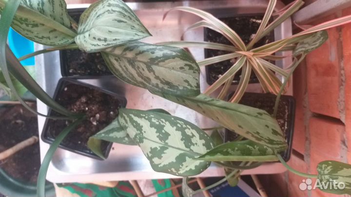 Комнатные цветы